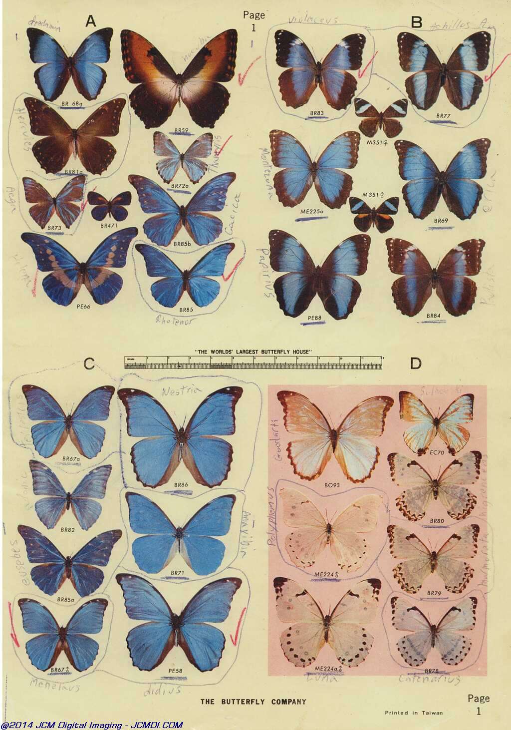 The Butterfly Company (NY) 18 page catalog 1976